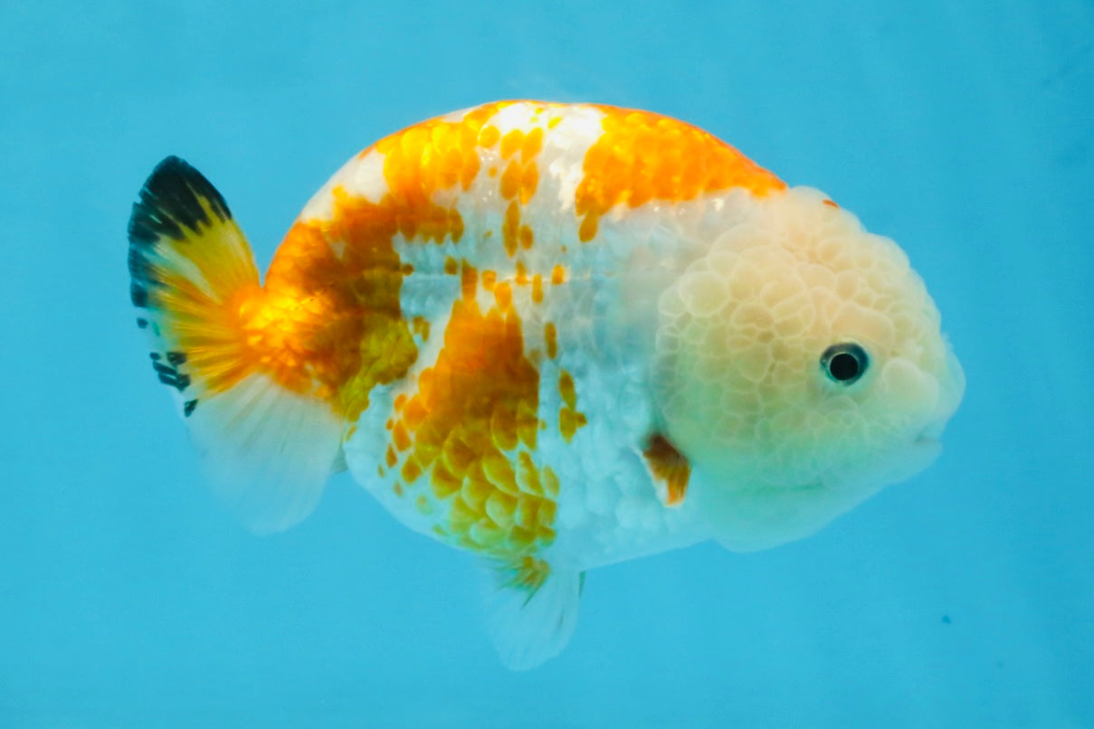 CHUBBY AAA Grade Kohaku Sakura LionQueen 4.5 inches #112825LC_01