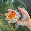 AAA Grade Godzilla Pepper Calico Oranda Male 5-5.5 inches #053025OR_27