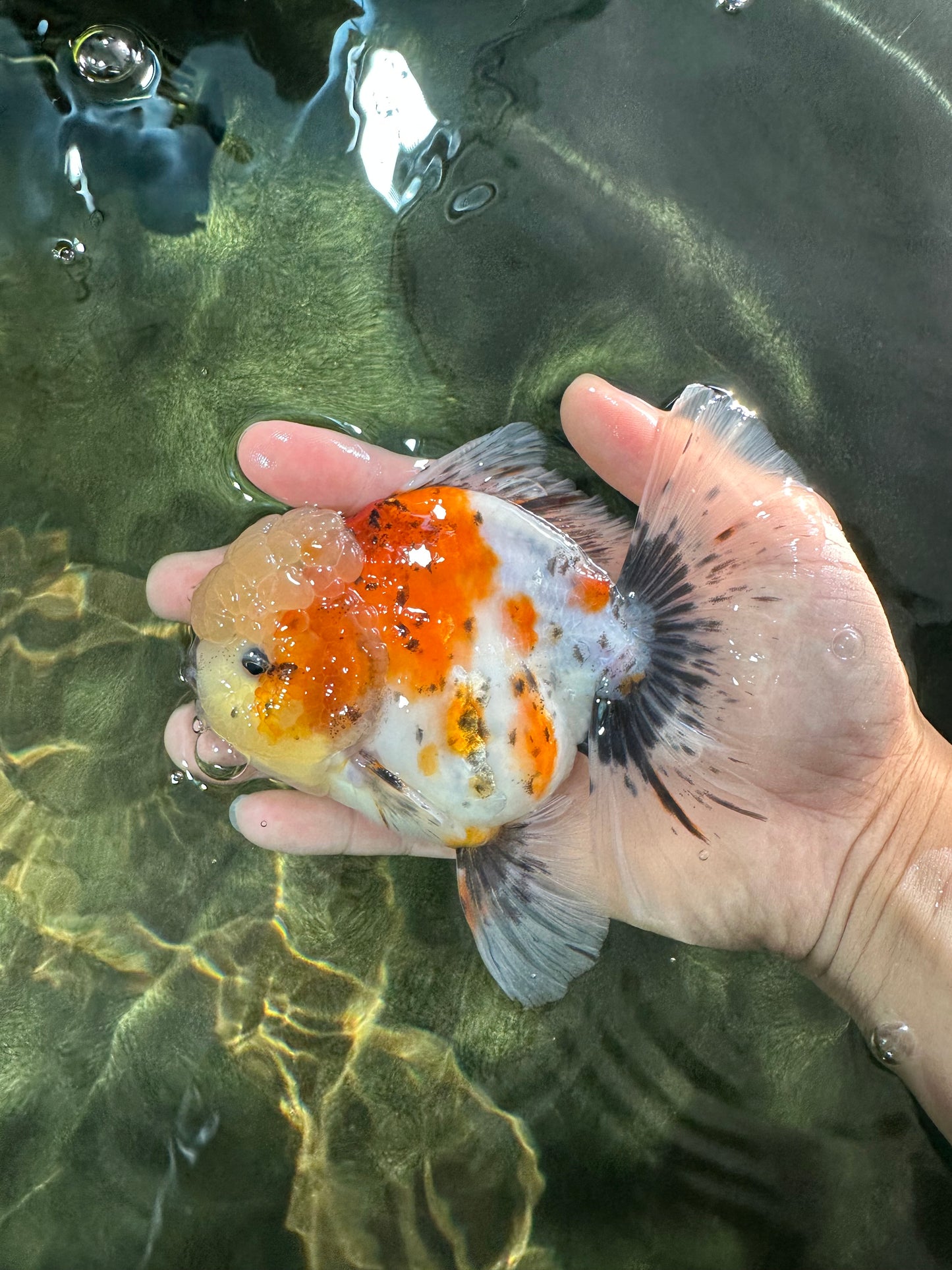 AAA Grade Godzilla Pepper Calico Oranda Male 5-5.5 inches #053025OR_27
