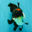 Tricolor Oranda Female 5.5 inches #082126OR_12
