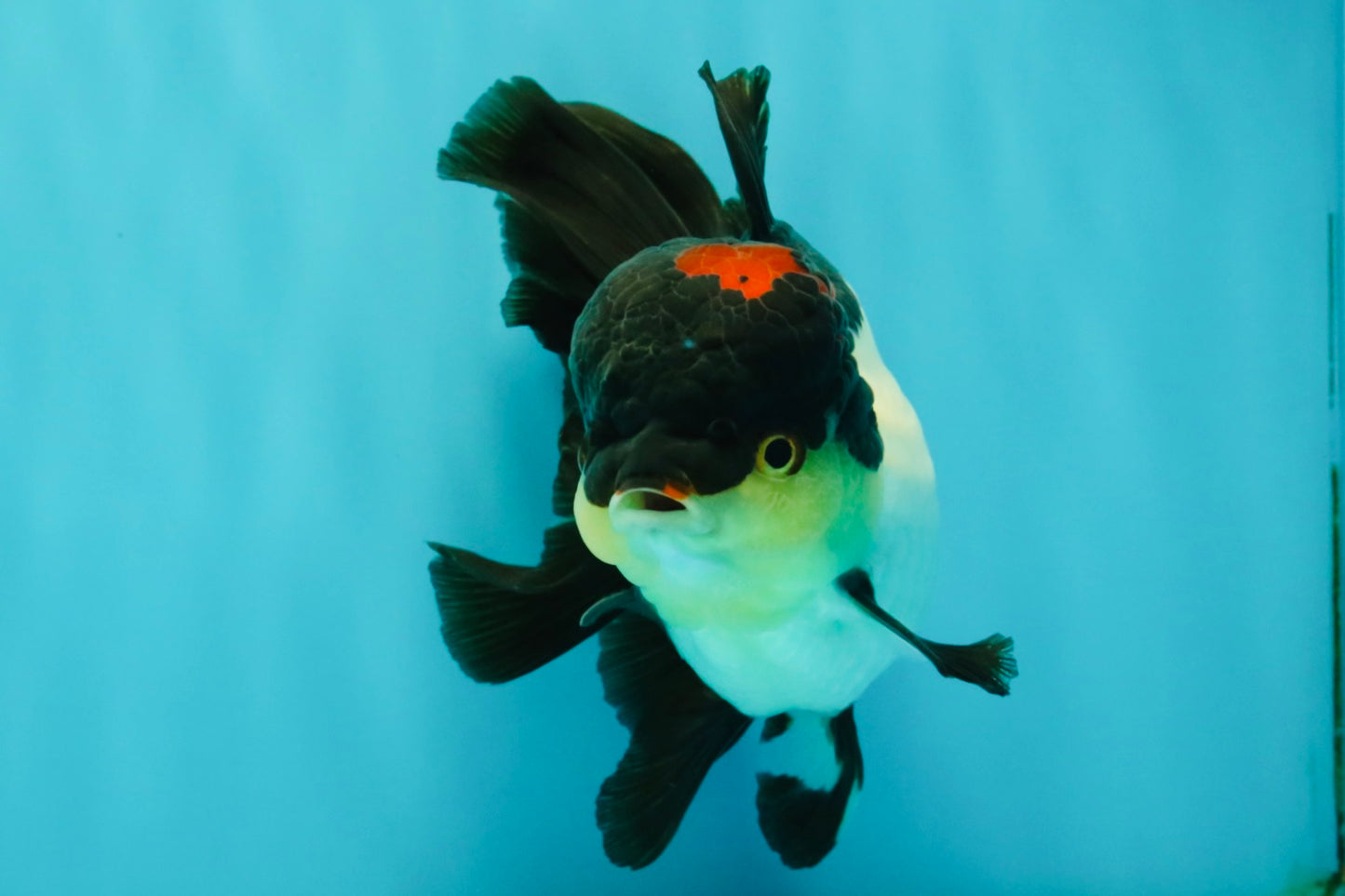 Tricolor Oranda Female 5.5 inches #082126OR_12