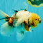 Sakura Oranda Male 6.5 inches #073126OR_22