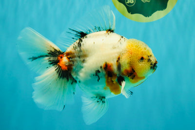 Sakura Oranda Male 6.5 inches #073126OR_22