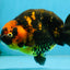Tiger Chinese Ranchu Female 4.5-5 inches #101025RC_13