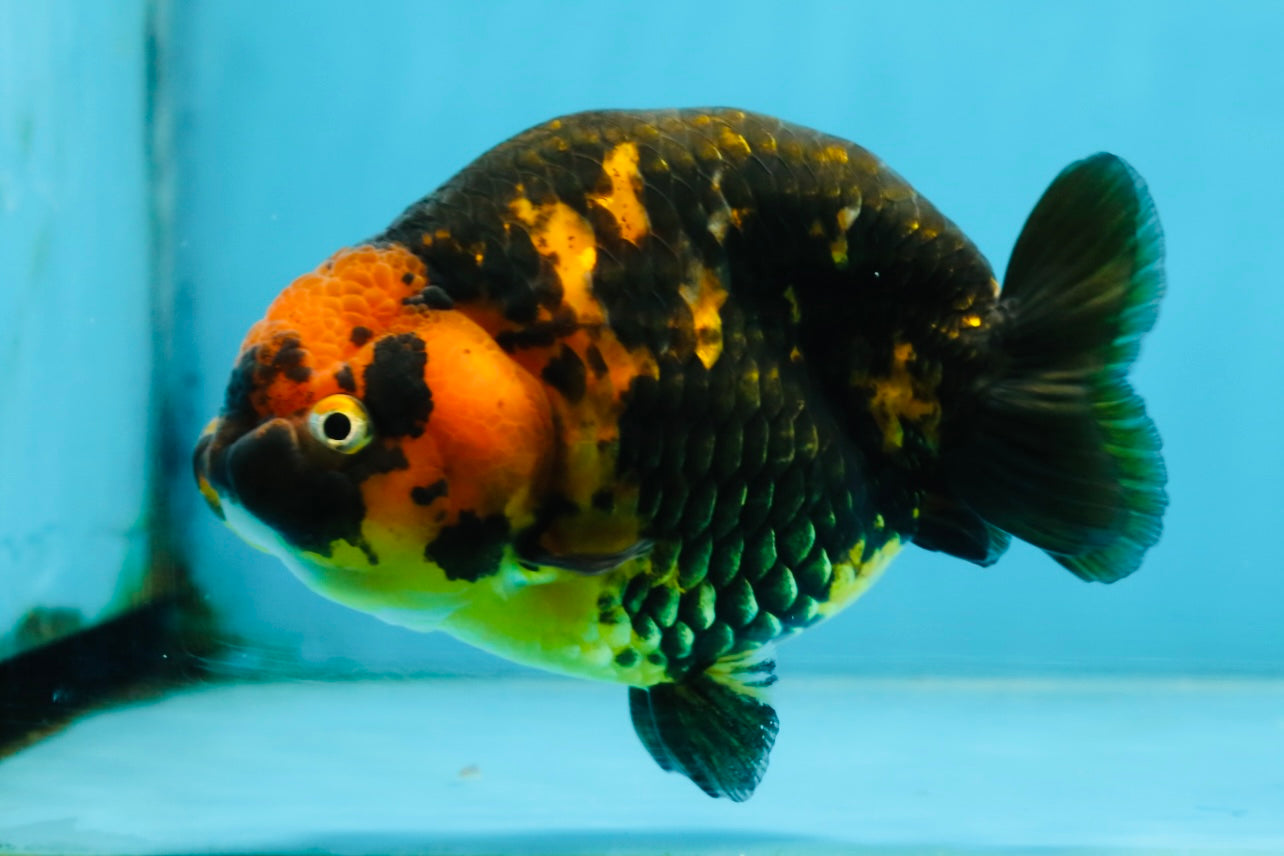Tiger Chinese Ranchu Female 4.5-5 inches #101025RC_13