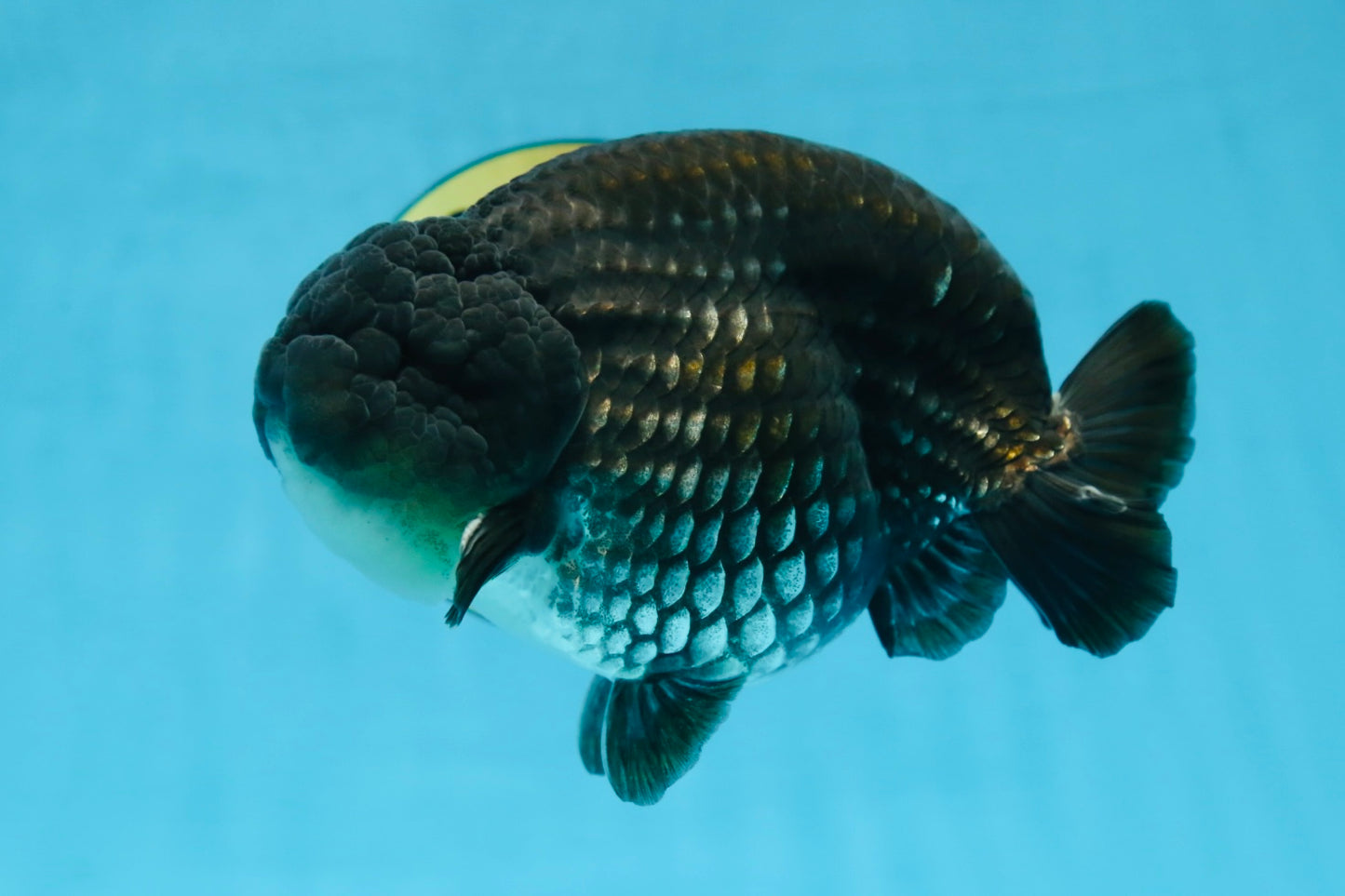 AAA Grade Black Blue LionKing 5.5 inches #082225LC_03