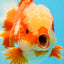 AAA Grade Red White Oranda Male 6.5 inches #080125OR_08