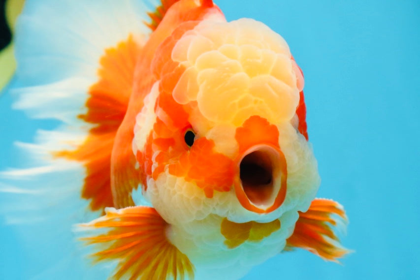 AAA Grade Red White Oranda Male 6.5 inches #080125OR_08