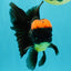 A Grade Tricolor Red Head Oranda Male 5-5.5 inches #041726OR_10
