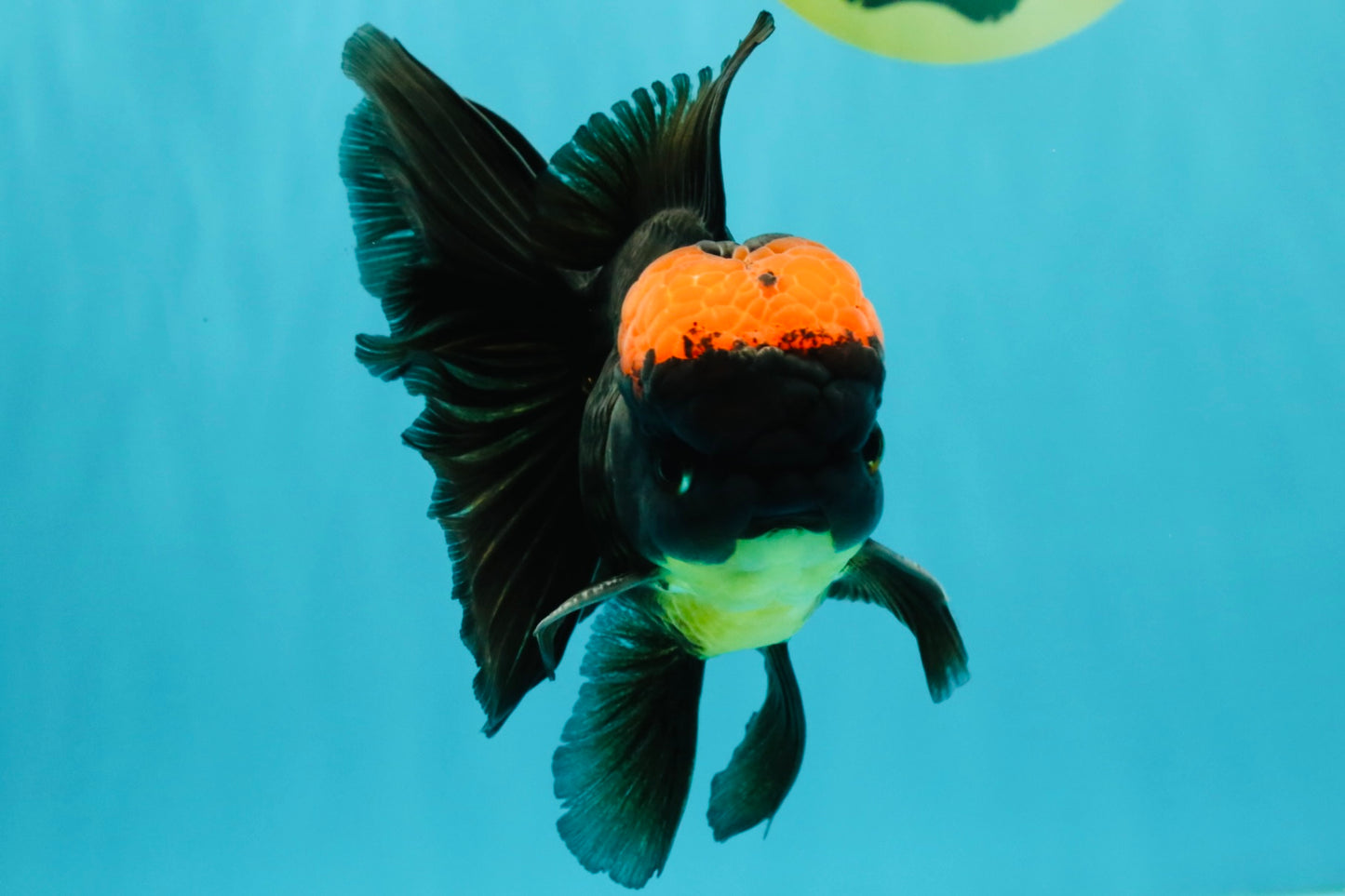 A Grade Tricolor Red Head Oranda Male 5-5.5 inches #041726OR_10