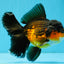CHONKY A Grade Apache Oranda Male 5.5-6  inches #041026OR_13