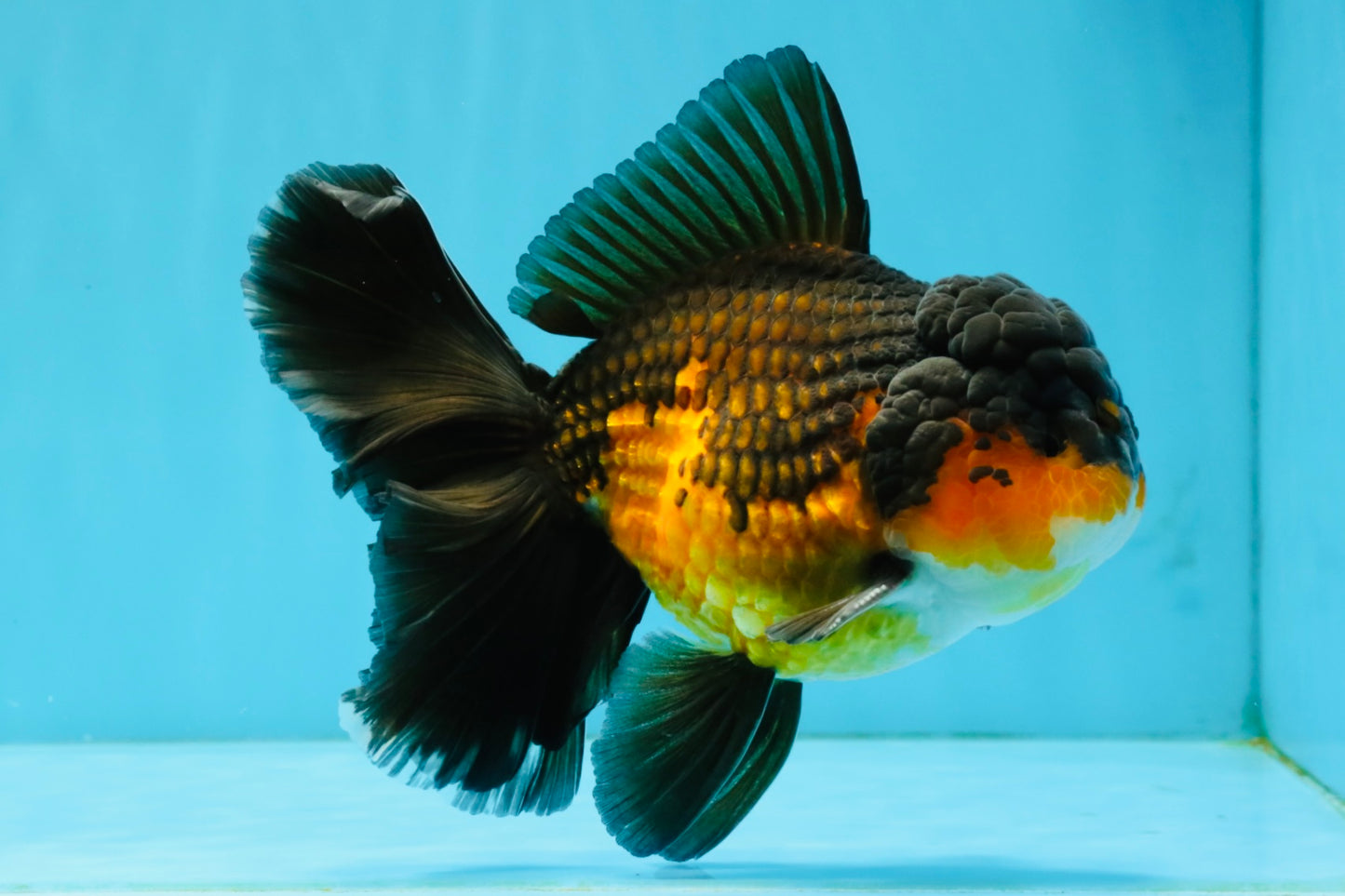CHONKY A Grade Apache Oranda Male 5.5-6  inches #041026OR_13