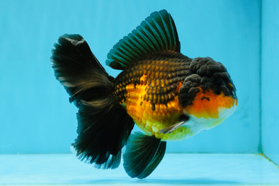 CHONKY A Grade Apache Oranda Male 5.5-6  inches #041026OR_13