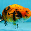 A Grade Tiger Ranchu Male 5 inches #062725LC_04