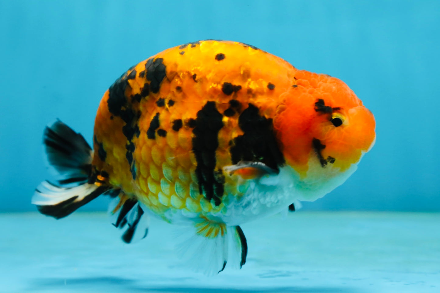 A Grade Tiger Ranchu Male 5 inches #062725LC_04