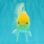 A Grade White Oranda Male 4.5-5 inches #071726OR_23