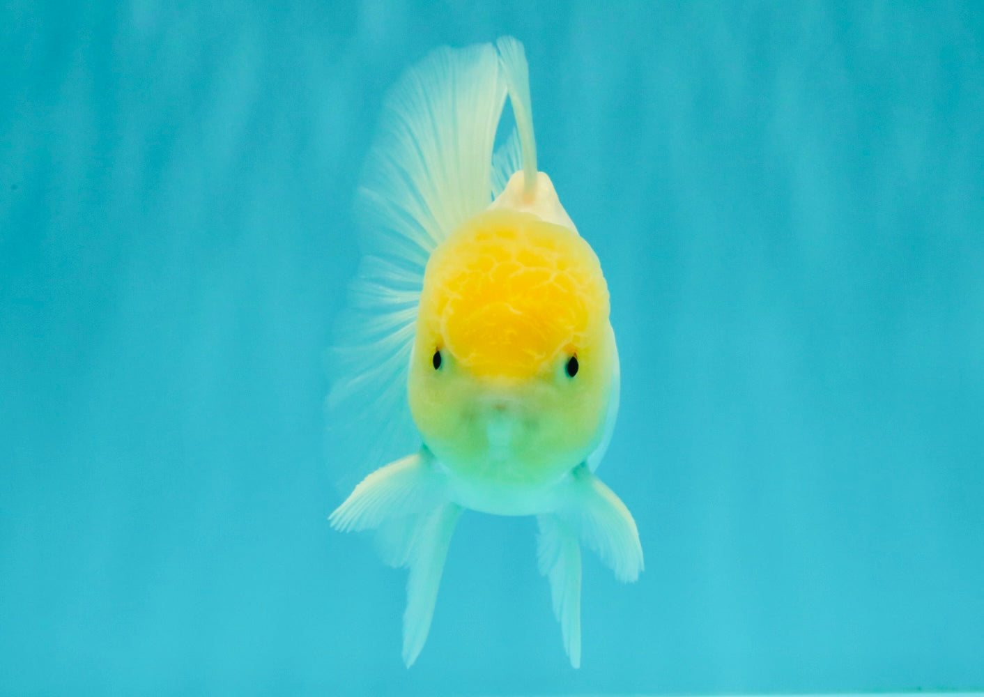 A Grade White Oranda Male 4.5-5 inches #071726OR_23