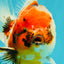 CHUNKY A Grade Calico Yuanbao Male 5.5-6 inches #051526YB_04