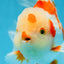 AAA Grade ADORABLE Red White Oranda Male 6 inches #090525OR_08