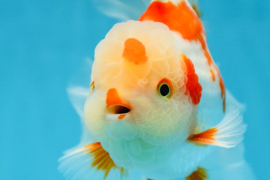 AAA Grade ADORABLE Red White Oranda Male 6 inches #090525OR_08