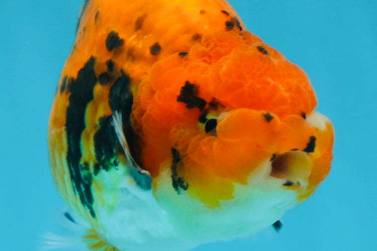 A Grade Tiger Ranchu Male 5 inches #062725LC_04