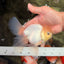 A Grade White Oranda Male 5.5-6 inches #072426OR_21