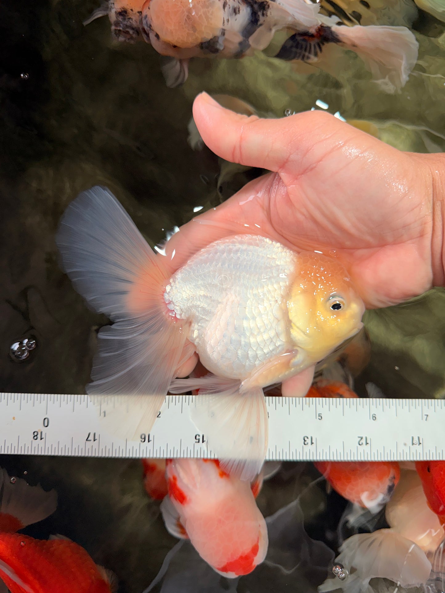 A Grade White Oranda Male 5.5-6 inches #072426OR_21