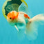 A Grade Red White Oranda Male 5-5.5 inches #102326OR_22
