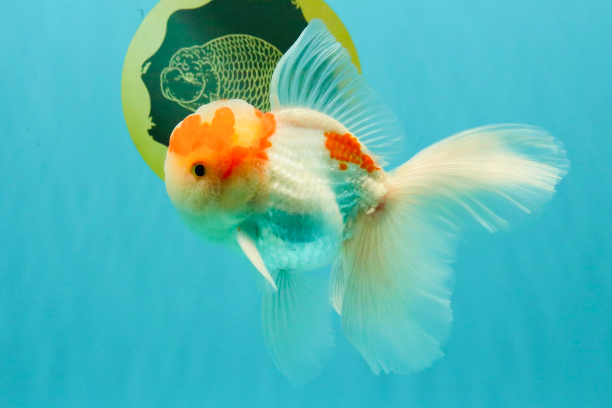 A Grade Red White Oranda Male 5-5.5 inches #102326OR_22