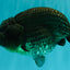 AAA Grade Super Blue LionQueen 6-6.5 inches #100226LC_23