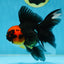 LAVA A Grade Tricolor Oranda Male 5 inches #082225OR_22