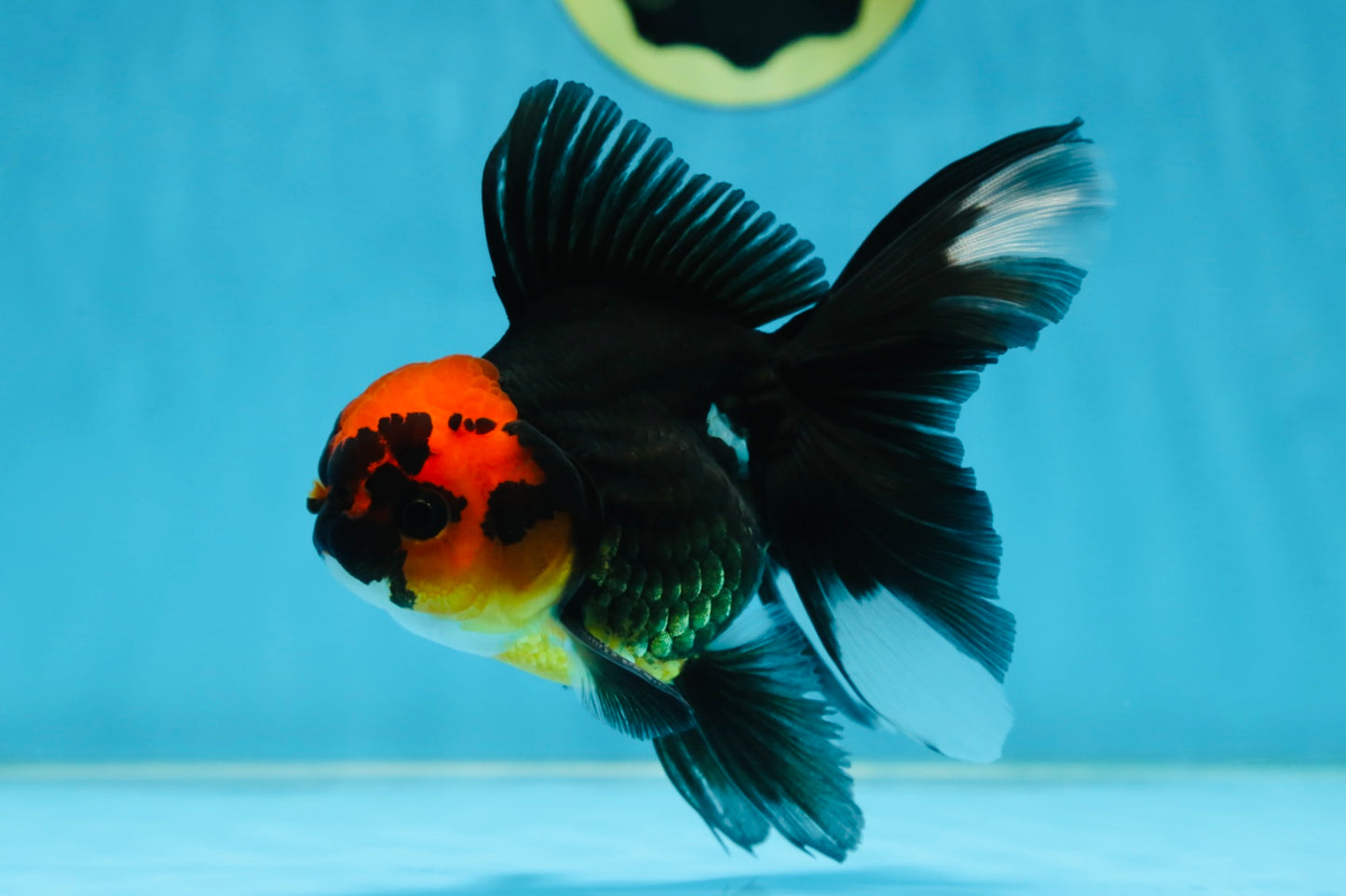 LAVA A Grade Tricolor Oranda Male 5 inches #082225OR_22