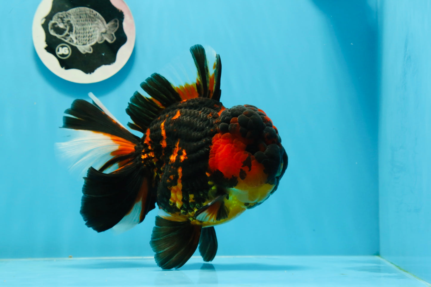 AAA Grade Tiger Oranda Male 6-6.5 inches #0927OR_01