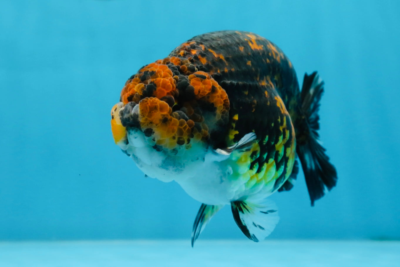 AAA Grade Tiger LionKing 5 inches #070425LC_09