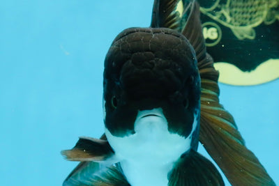 BATMAN A Grade Panda Oranda Male 5.5-6 inches #111425OR_19