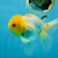 A Grade Lemonhead Oranda Male 5-inches #091225OR_28