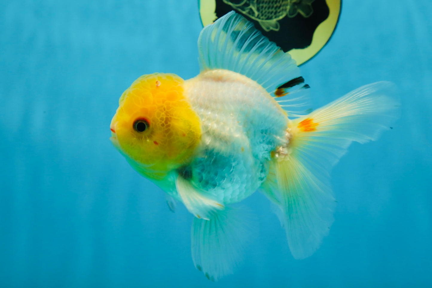 A Grade Lemonhead Oranda Male 5-inches #091225OR_28