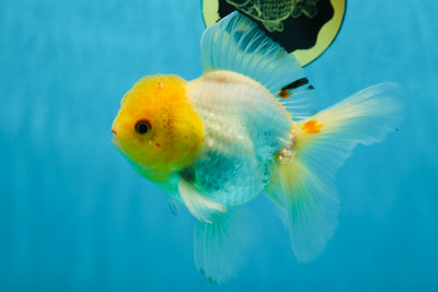 A Grade Lemonhead Oranda Male 5-inches #091225OR_28