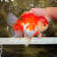 JUMBO AAA Grade Red White Oranda Female 7 inches #040326OR_22