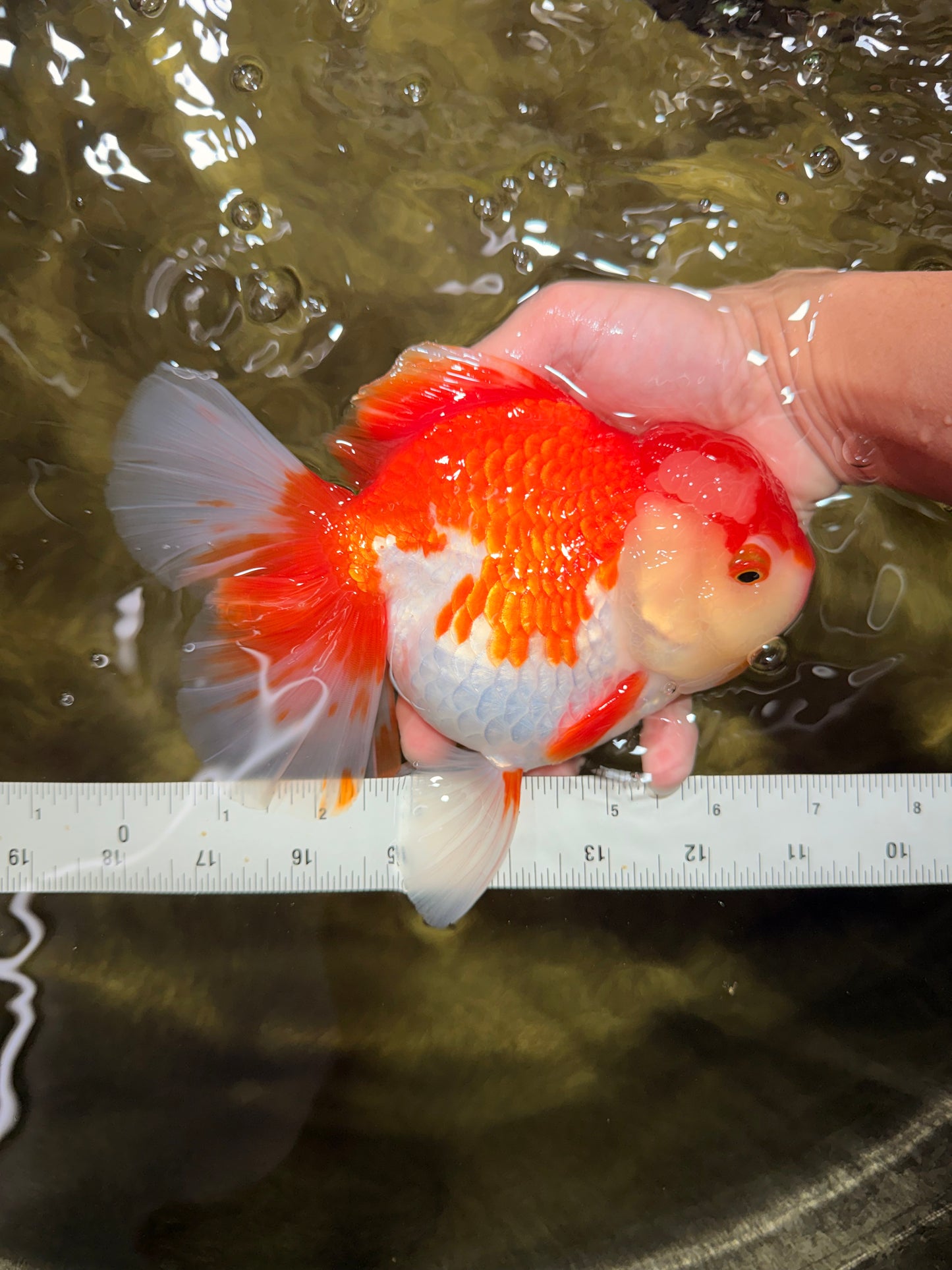 JUMBO AAA Grade Red White Oranda Female 7 inches #040326OR_22