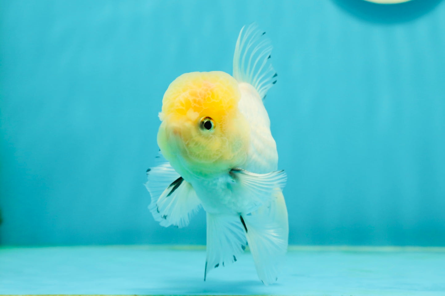 A Grade Lemonhead Oranda Male 4.5 inches #111524OR_21