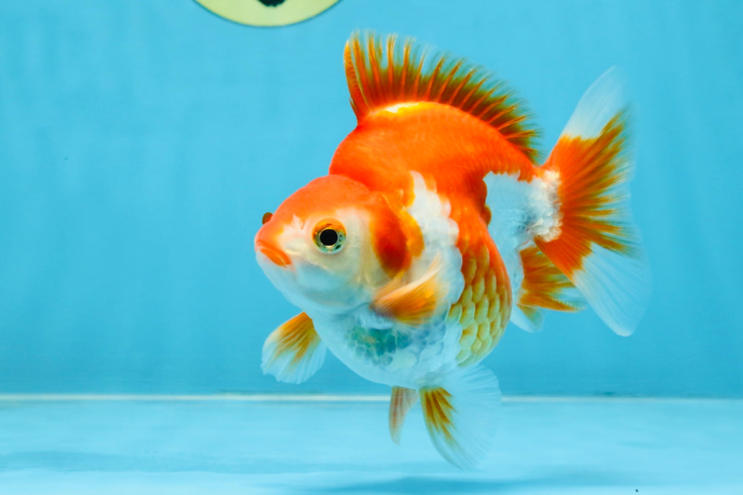 A Grade Red White Ryukin Male 4.5 inches #111425RK_11