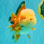 AAA Grade Red White Jade Head Oranda Male 5.5-6 inches #071026OR_29