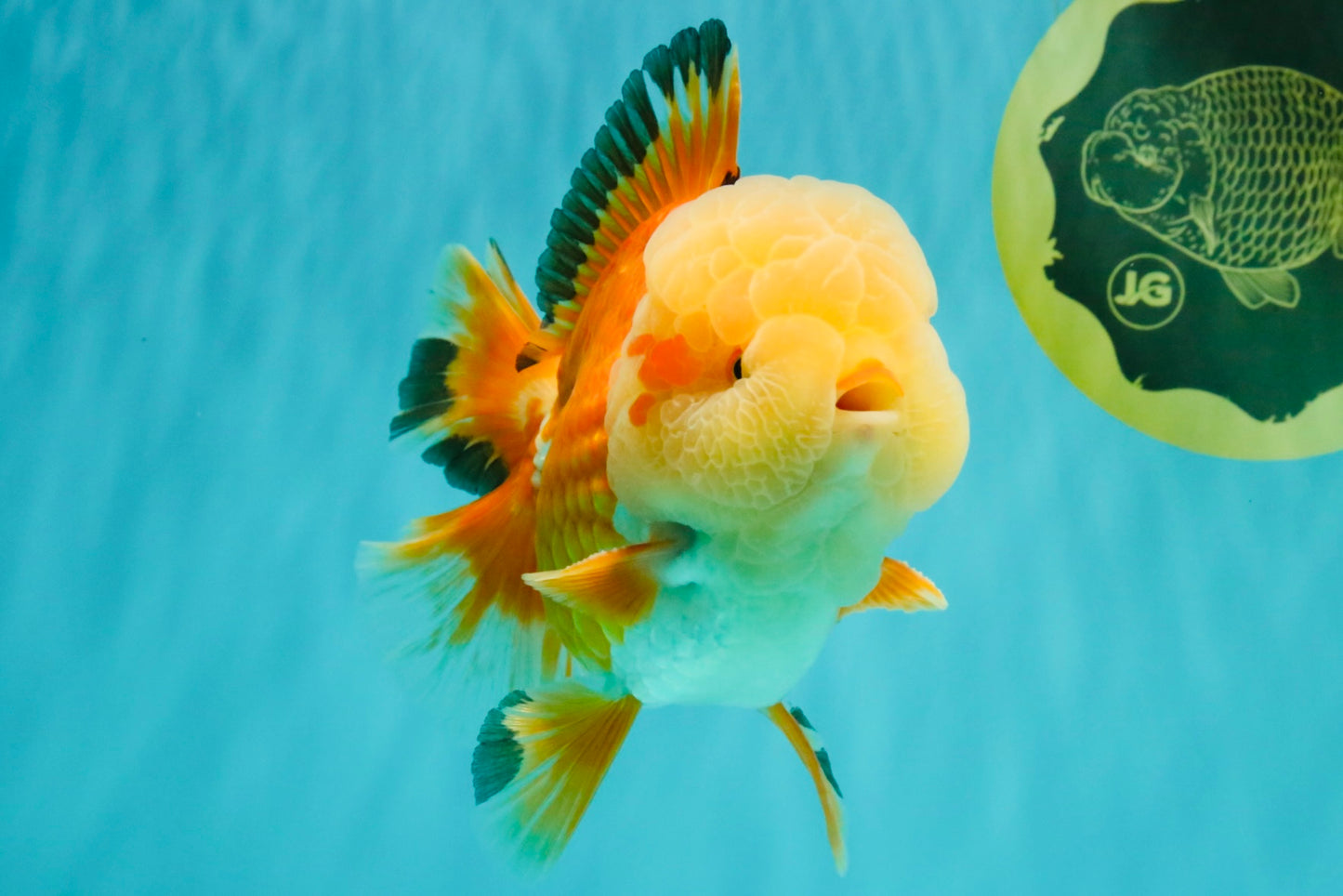 AAA Grade Red White Jade Head Oranda Male 5.5-6 inches #071026OR_29