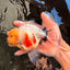 CHONKY AAA Grade Marble Button Eyes Oranda Male 6 inches #061926OR_27