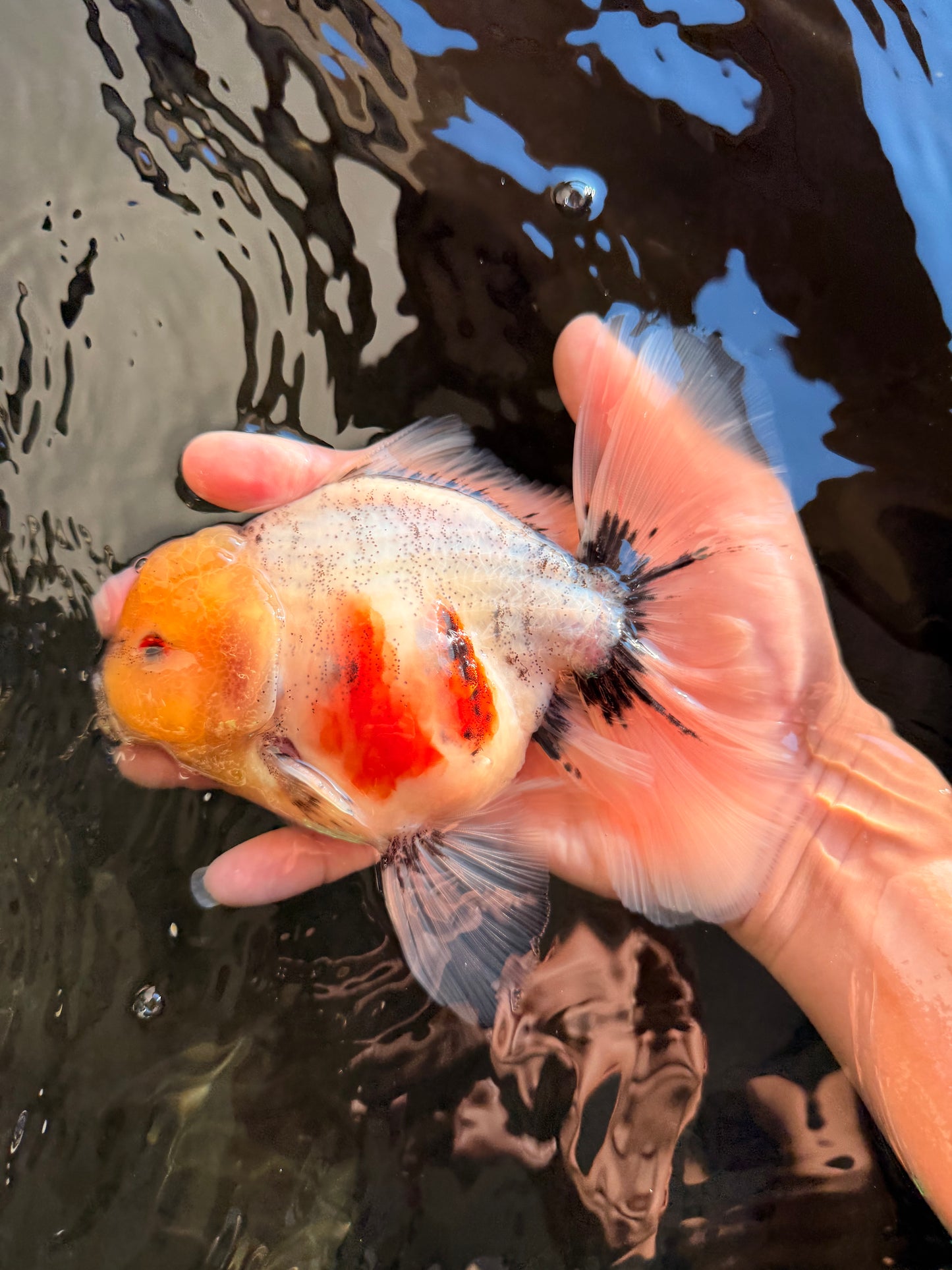 CHONKY AAA Grade Marble Button Eyes Oranda Male 6 inches #061926OR_27