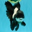 ROYAL A Grade Panda Oranda Female 5.5-6 inches #031326OR_24