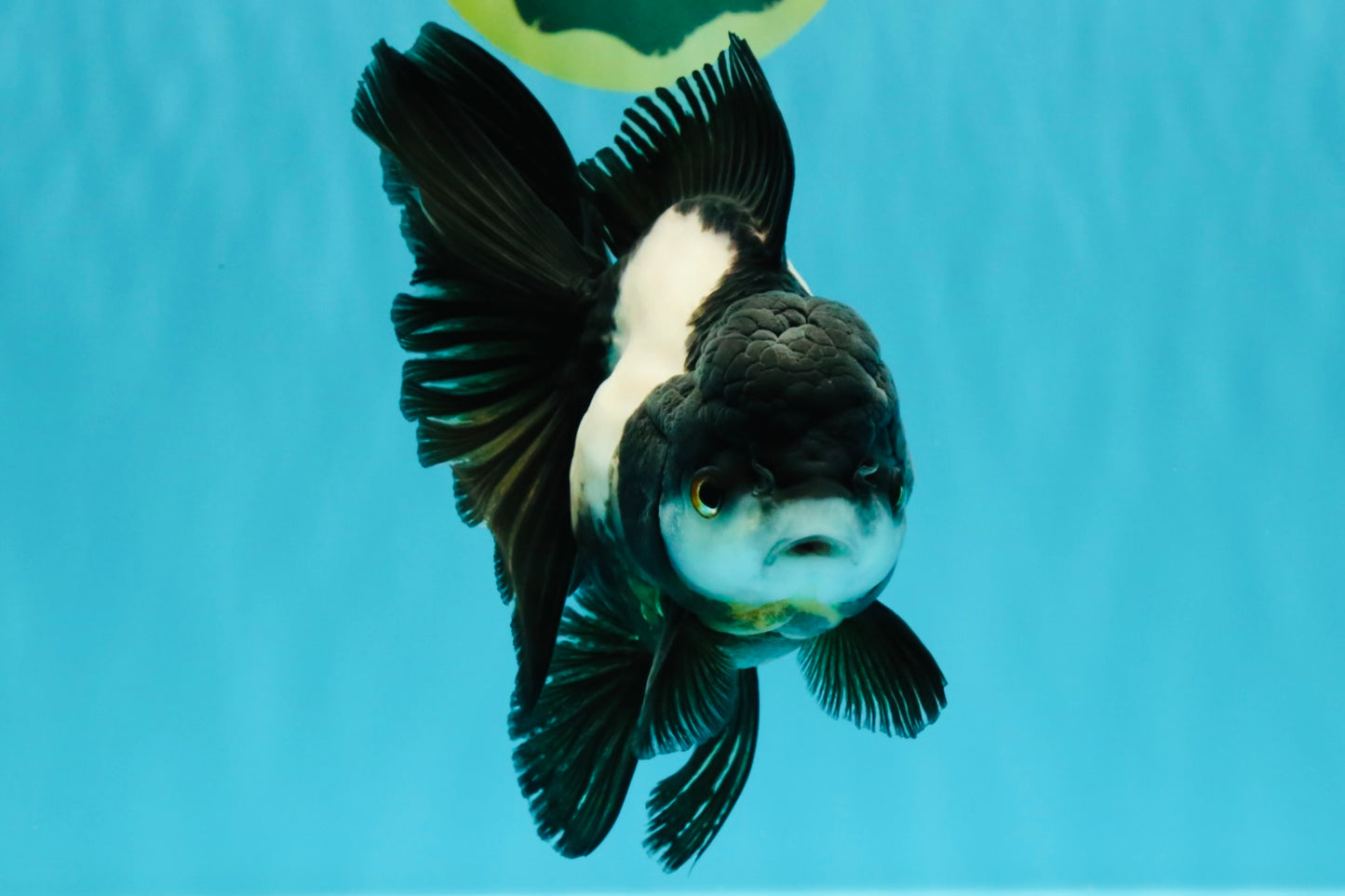 ROYAL A Grade Panda Oranda Female 5.5-6 inches #031326OR_24