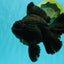 AAA Grade Super Godzilla Black Oranda Male 6.5-7 inches #061926OR_01
