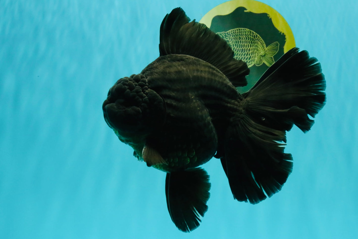 AAA Grade Super Godzilla Black Oranda Male 6.5-7 inches #061926OR_01